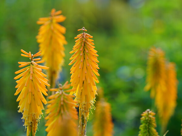 Kniphophia Hybr. Mango Popsicle P1