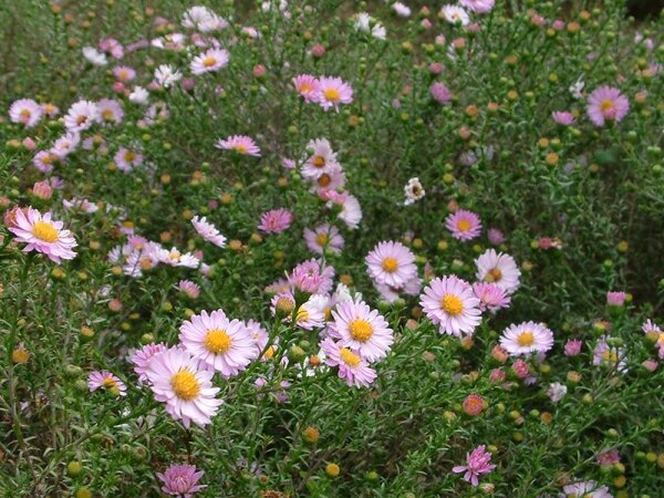 Aster (Symphyotrichum) dumosus Tina