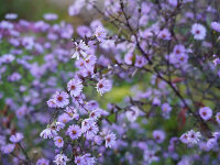 Aster (Symphyotrichum) laevis Arcturus