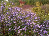 Aster (Symphyotrichum) laevis Arcturus