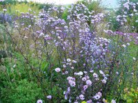 Aster (Symphyotrichum) laevis Arcturus