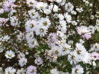 Aster pringlei Monte Cassino