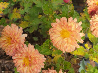 Chrysanthemum (Indicum-Gruppe) Herbstbrokat