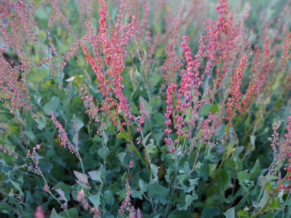 Rumex scutatus Silver Leaf