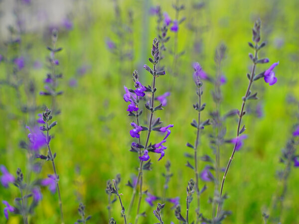 Salvia lycioides