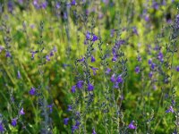 Salvia lycioides