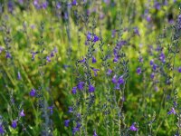 Salvia lycioides