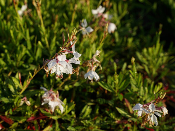 Gaura lindheimeri White Dove