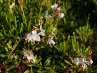 Gaura lindheimeri White Dove