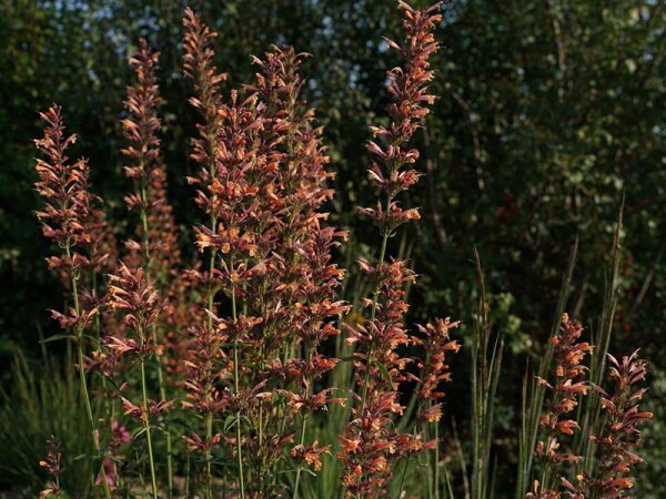 Agastache mexicana Fleur