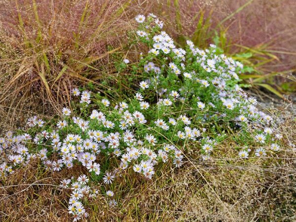 Aster (Symphyotrichum) ericoides hellrosa Sämling