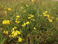 Lotus corniculatus