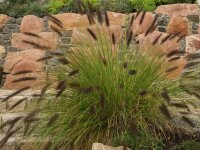 Pennisetum alopecuroides Viridescens