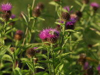 Centaurea nigra