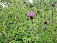 Centaurea nigra