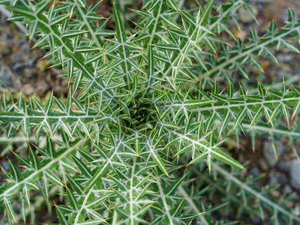Cirsium (Ptilostemon) diacanthus