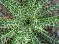Cirsium (Ptilostemon) diacanthus