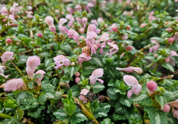 Lamium maculatum Shell Pink