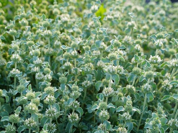 Marrubium supinum