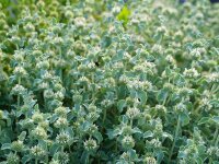 Marrubium supinum