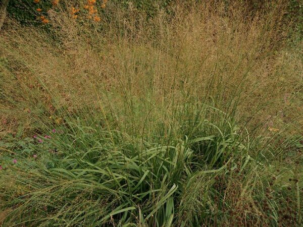 Molinia arundinacea Transparent