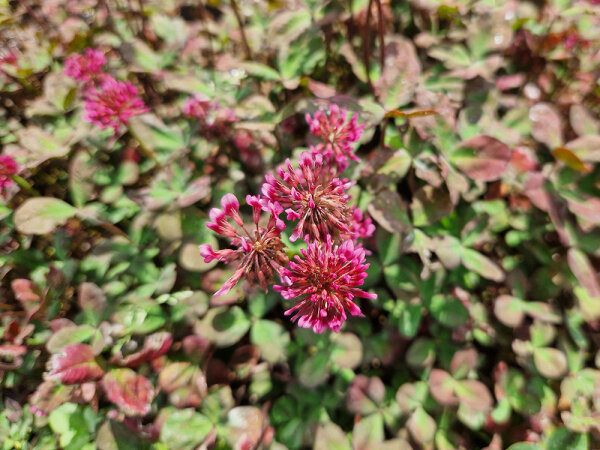Trifolium repens Dragons Blood