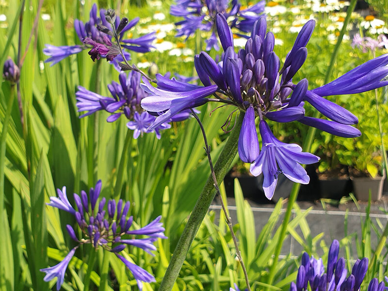 Agapanthus Navy Blue