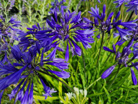Agapanthus Navy Blue
