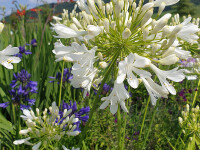 Agapanthus africanus Polar Ice