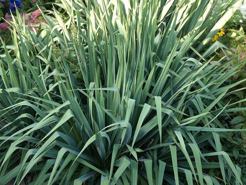 Yucca filamentosa P1