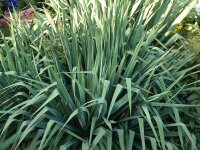 Yucca filamentosa P1