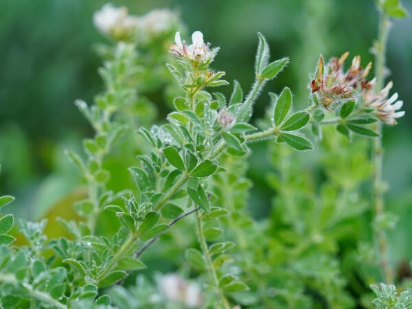 Dorycnium hirsutum