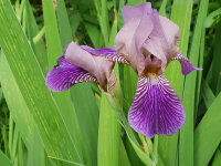 Iris sambucina