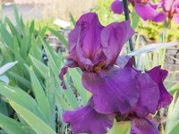 Iris barbata-media Vamp