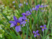Sisyrinchium idahoense