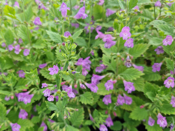 Calamintha grandiflora