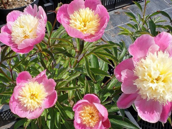 Paeonia lactiflora Bowl of Love (Wladyslawa) P1,5