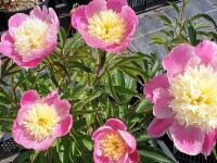 Paeonia lactiflora Bowl of Love (Wladyslawa) P1,5