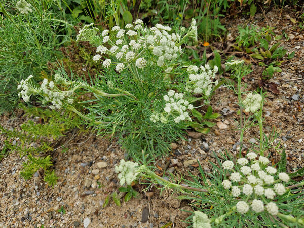 Seseli rigidum