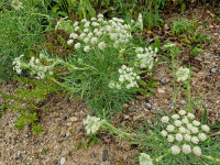 Seseli rigidum