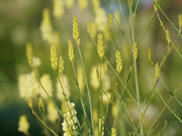 Linaria peleponnesiaca (l.n. Bullize 2021)
