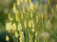 Linaria peleponnesiaca (l.n. Bullize 2021)