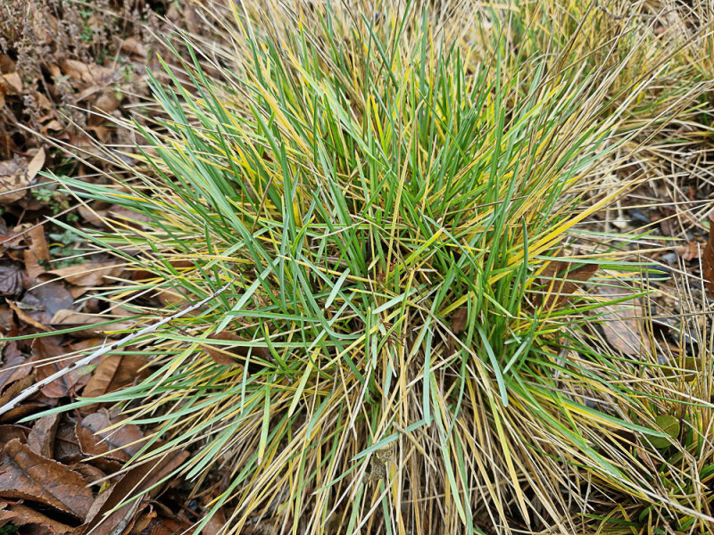 Sesleria latifolia (l.n.Mt.Nem&euml;r&ccedil;k&euml; 2021)