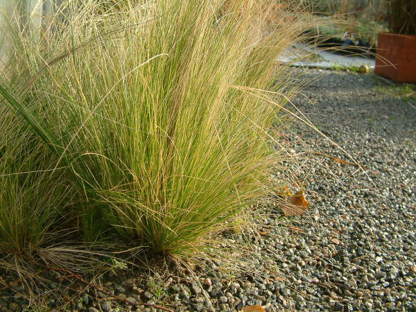 Nasella (Stipa) tenuissima Chisos