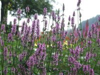 Betonica (Stachys) officinalis