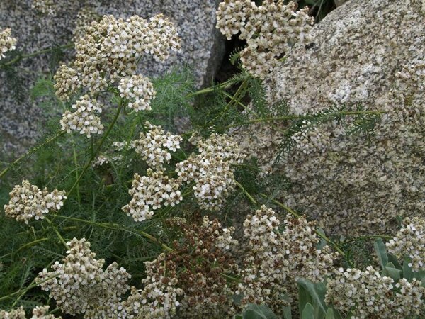 Achillea millefolium