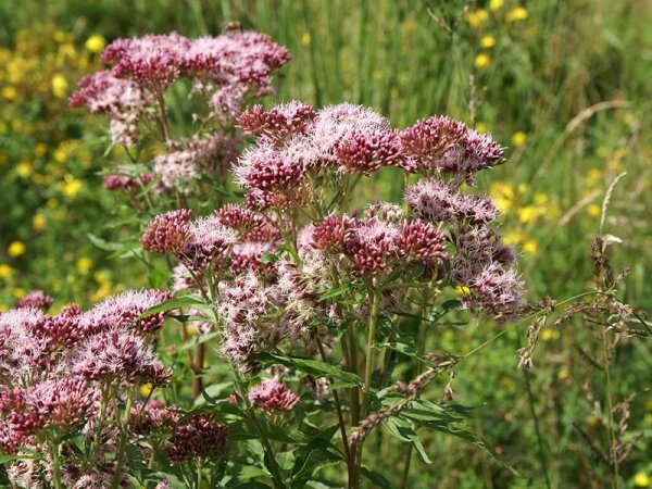 Eupatorium cannabinum