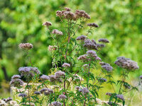 Eupatorium cannabinum