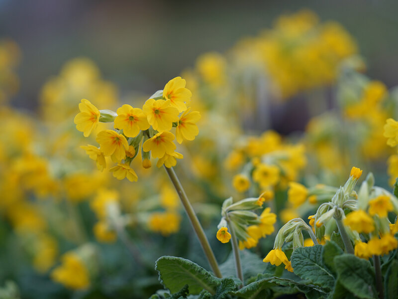 Primula veris subsp. columnae (l.n. It, Trevi, Kühn21)