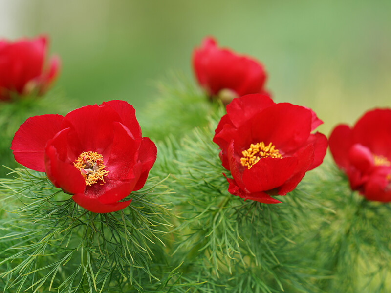 Paeonia tenuifolia